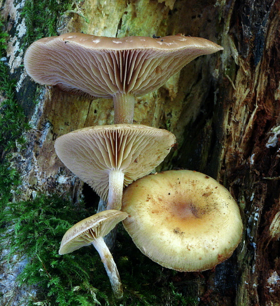 šupinovec nevoňavý Gymnopilus penetrans (Fr.) Murrill