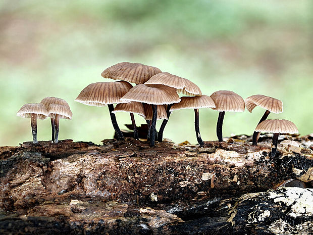 špička smradľavá Gymnopus foetidus (Sowerby) J.L. Mata & R.H. Petersen