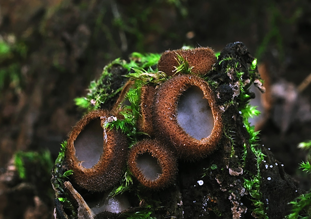 humária polguľovitá Humaria hemisphaerica (F.H. Wigg.) Fuckel