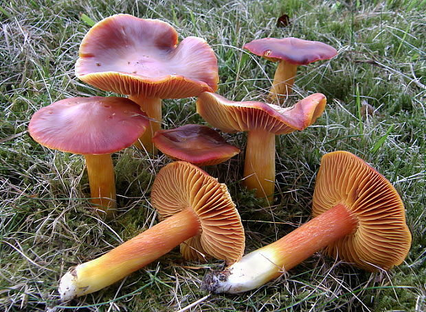 lúčnica granátovočervená Hygrocybe punicea (Fr.) P. Kumm.