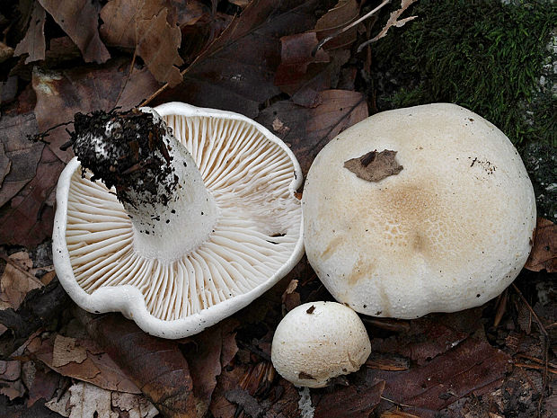 šťavnačka Hygrophorus penarius var. barbatulus