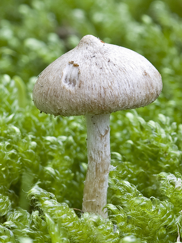 vláknica Inocybe sp.