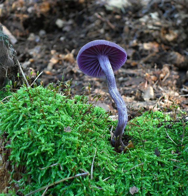 lakovka ametystová Laccaria amethystina (Huds.) Cooke