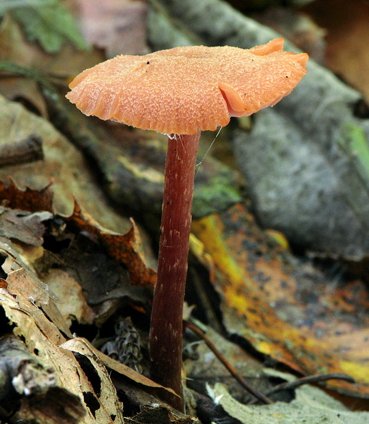 lakovka Laccaria sp.