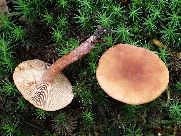 rýdzik sladkastý Lactarius subdulcis (Pers.) Gray