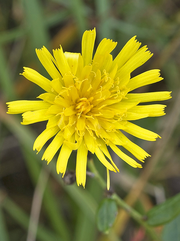 púpavec  Leontodon sp. L.