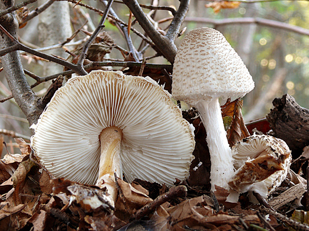 bedlička Lepiota sp.