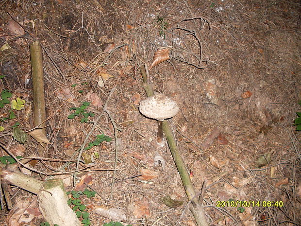 bedľa vysoká Macrolepiota procera (Scop.) Singer