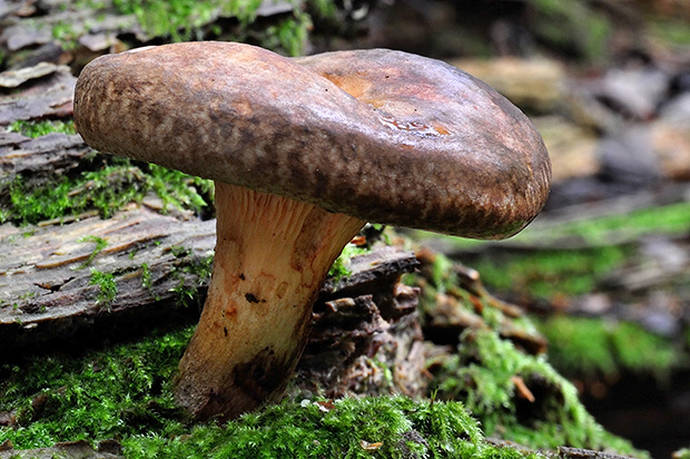 čechračka podvinutá Paxillus involutus (Batsch) Fr.