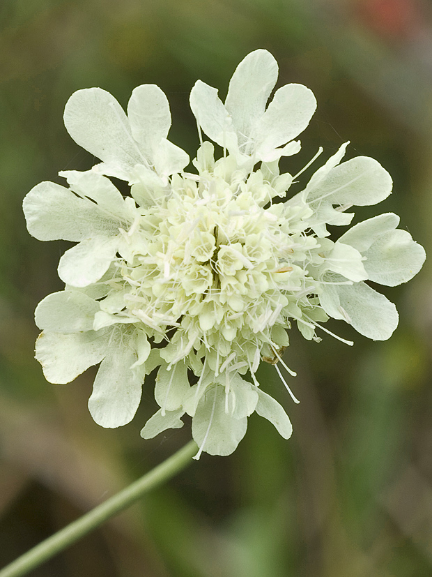 hlaváč žltkastý Scabiosa ochroleuca L.