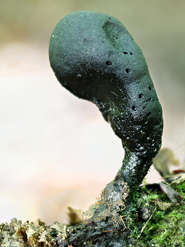 drevnatec kyjakovitý Xylaria polymorpha (Pers.) Grev.