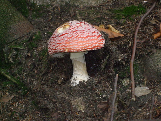 muchotrávka červená Amanita muscaria (L.) Lam.