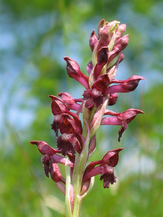 červenohlav ploštičný Anacamptis coriophora (L.) R. M. Bateman, A. M. Pringeon & M. W. Chase