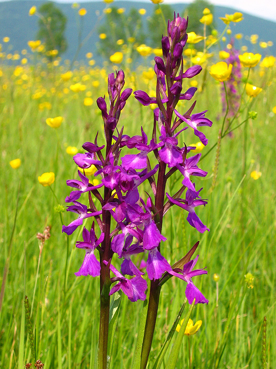 červenohlav močiarny úhľadný Anacamptis palustris subsp. elegans (Heuffel) R.M. Bateman, A.M. Pridgeon & M.W. Chase