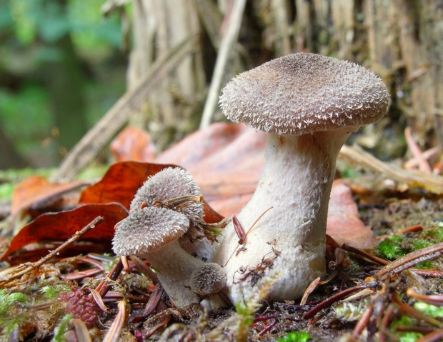 podpňovka tmavá Armillaria ostoyae (Romagn.) Herink