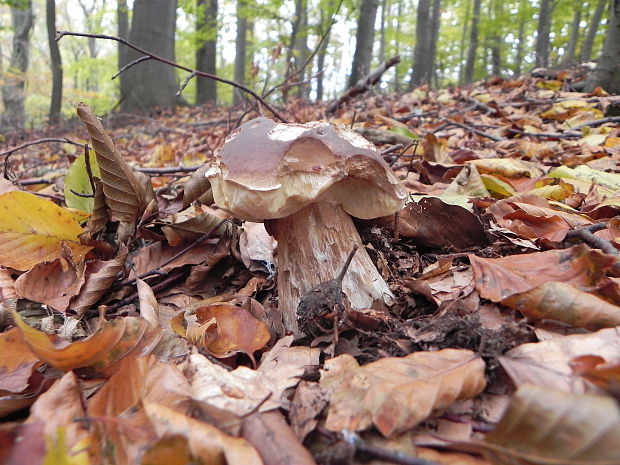 hríb smrekový Boletus edulis Bull.