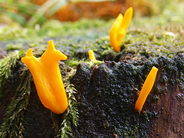 parôžkovec Calocera furcata