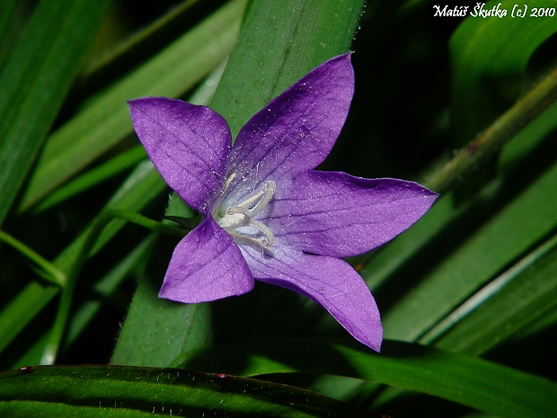 zvonček konáristý Campanula patula L.