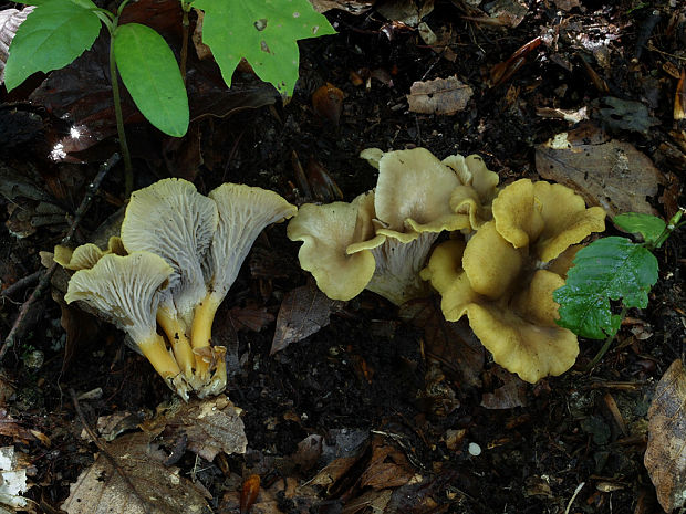 kuriatko černejúce Cantharellus melanoxeros Desm.