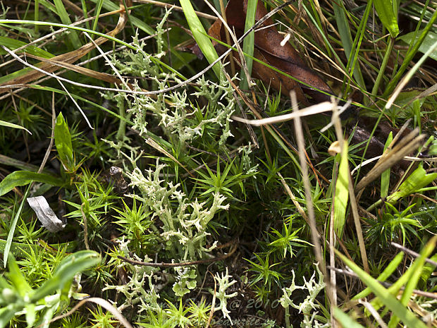 dutohlávka Cladonia sp.