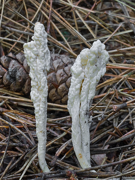 konárovka vráskavá Clavulina rugosa (Bull.) J. Schröt.