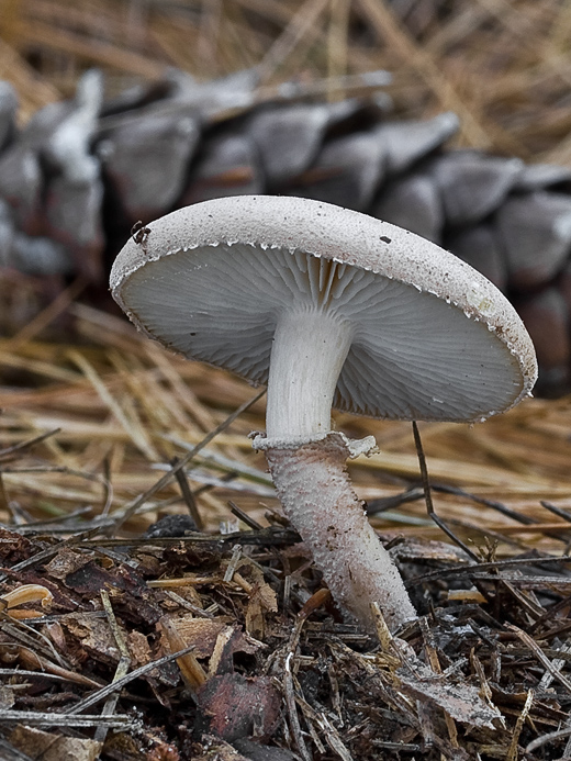 zrnivka páchnuca Cystoderma carcharias (Pers.) Fayod