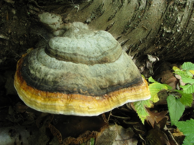 práchnovec kopytovitý Fomes fomentarius (L.) J.J. Kickx