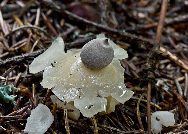 hviezdovka štvorcípová Geastrum quadrifidum DC. ex Pers.