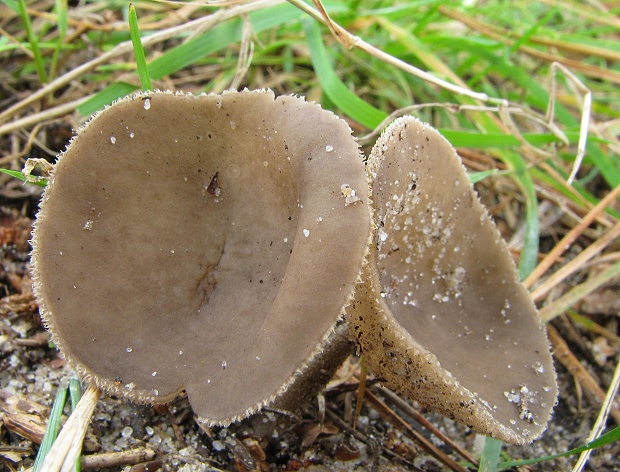 chriapač Helvella sp.