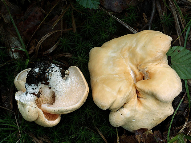 jelenka poprehýbaná Hydnum repandum L.