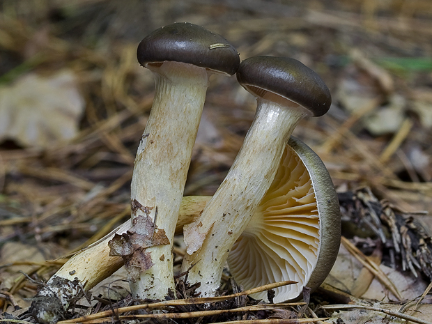 šťavnačka mrazová Hygrophorus hypothejus (Fr.) Fr.