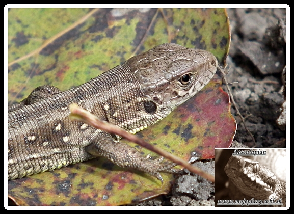 jašterica krátkohlavá Lacerta agilis