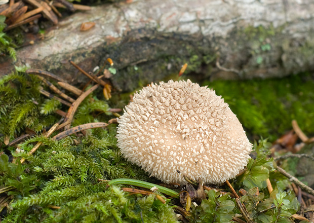 prášnica Lycoperdon sp.