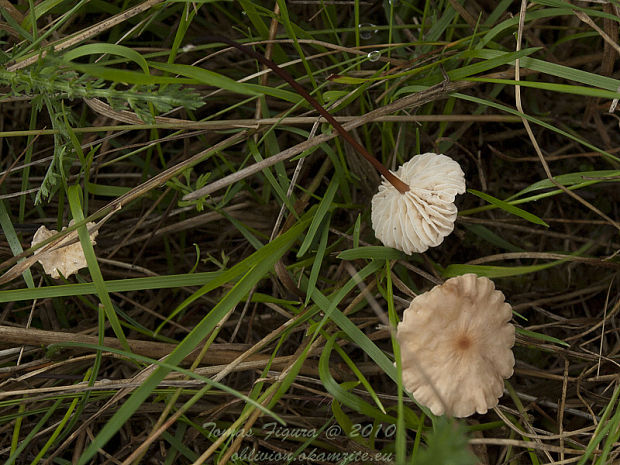 tanečnica Marasmius sp.