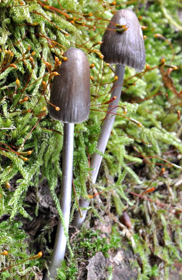 prilbička ryhovaná Mycena polygramma (Bull.) Gray