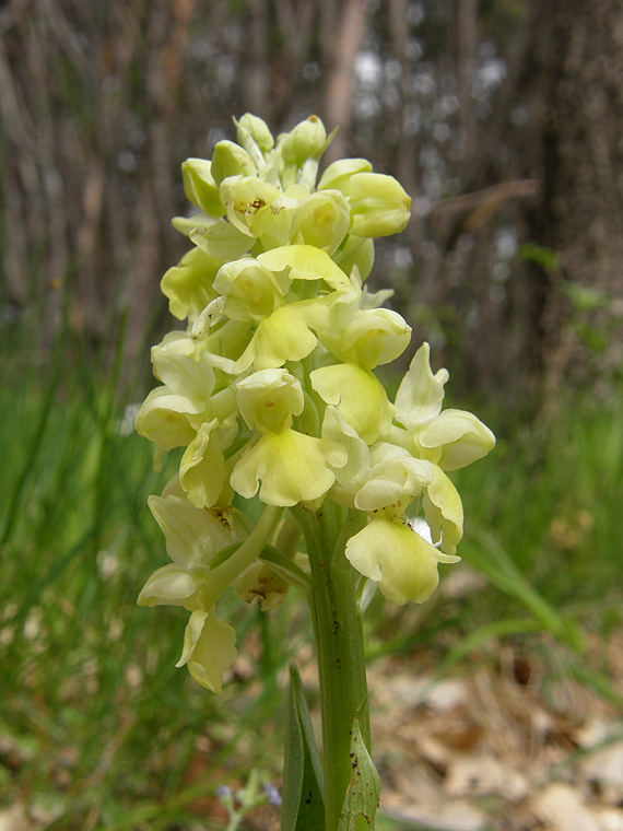 vstavač bledý Orchis pallens L.