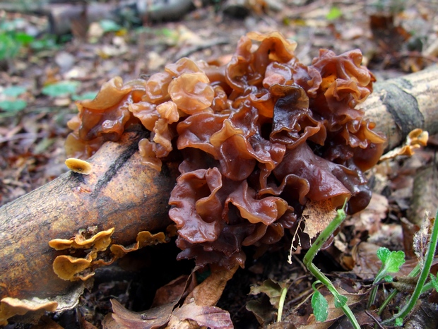 rôsolovka lupeňovitá Phaeotremella foliacea (Pers.) Wedin, J.C. Zamora & Millanes