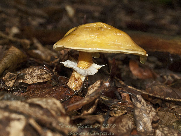 masliak smrekovcový Suillus grevillei (Klotzsch) Singer