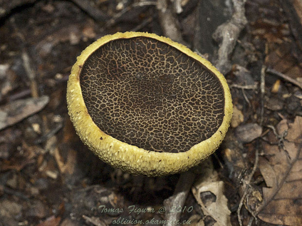 suchohríb žltomäsový Xerocomus chrysenteron  Dermek