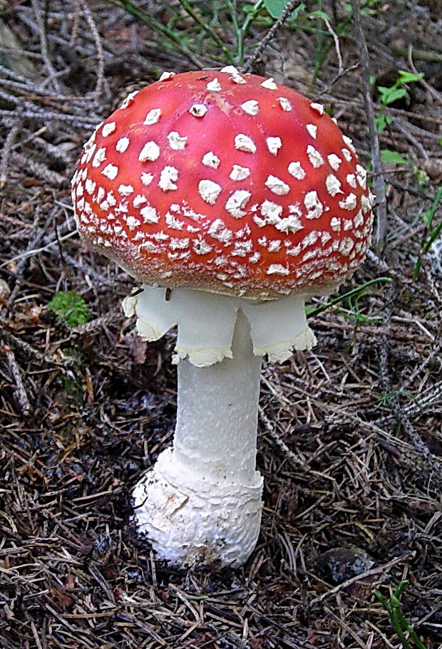 muchotrávka červená Amanita muscaria (L.) Lam.