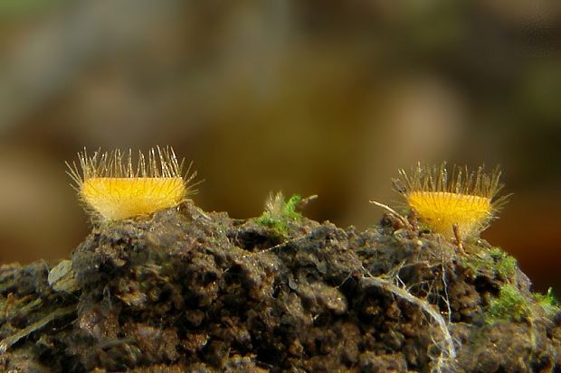 lajnovec Cheilymenia sp.