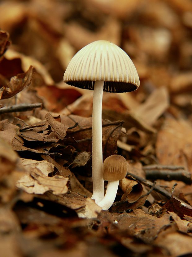 hnojník zriasený Coprinellus impatiens (Fr.) J.E. Lange