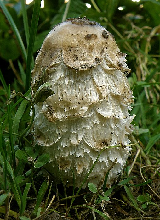 hnojník obyčajný Coprinus comatus (O.F. Müll.) Pers.