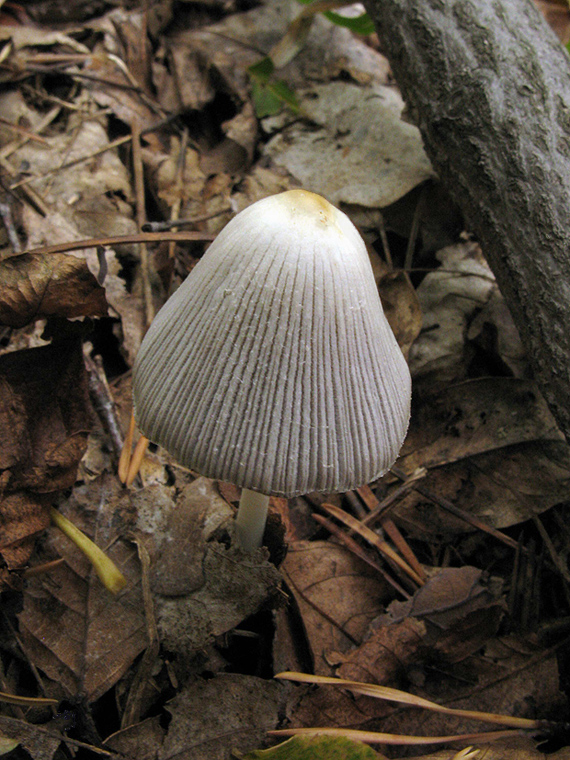 hnojník ? Coprinus sp.