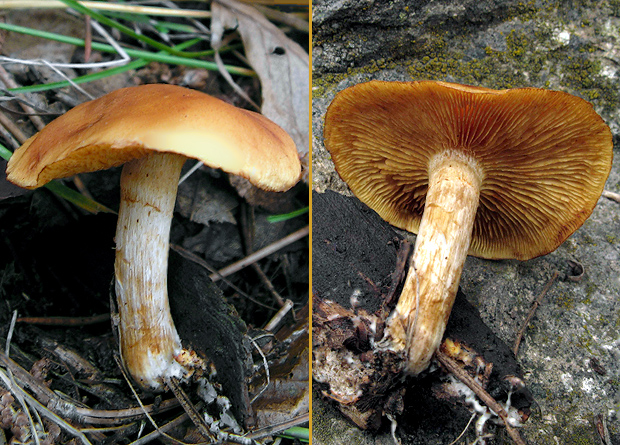 šupinovec prsteňový Gymnopilus hybridus (Gillet) Maire