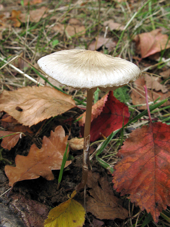 sliznačka koreňujúca f. biela Hymenopellis furfuracea (Peck) R.H. Petersen