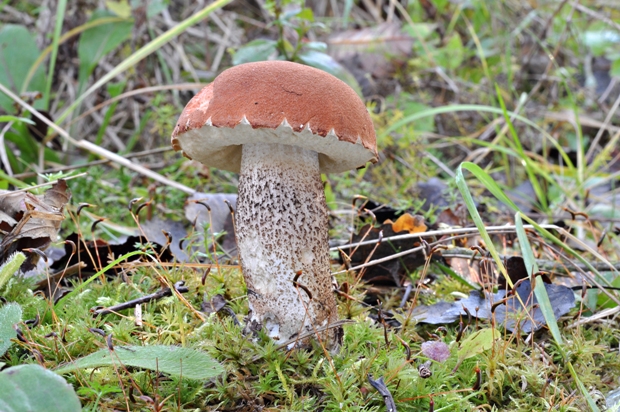 kozák dubový Leccinum aurantiacum (Bull.) Gray