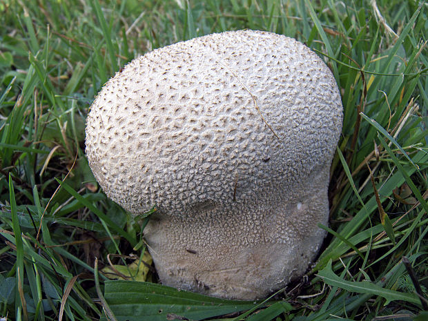 pýchavka dlabaná  Lycoperdon utriforme Bull.