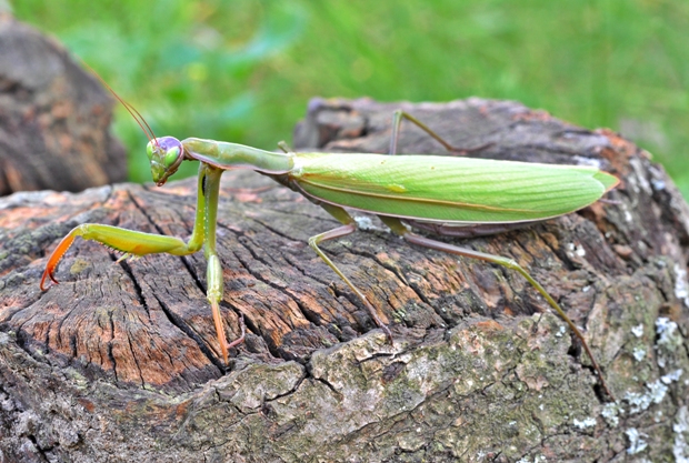 modlivka zelená Mantis religiosa