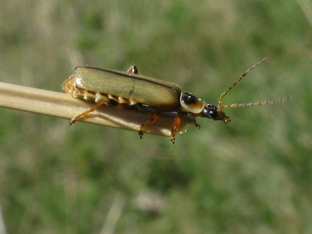 Metacantharis clypeata (Illiger, 1798)